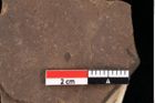 Foto (Detailansicht) von Cupressinea sp. (NHMW-GEO-2024-0188-0192)